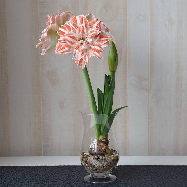 Amaryllis 'Dancing Queen,' one bulb with hurricane vase kit