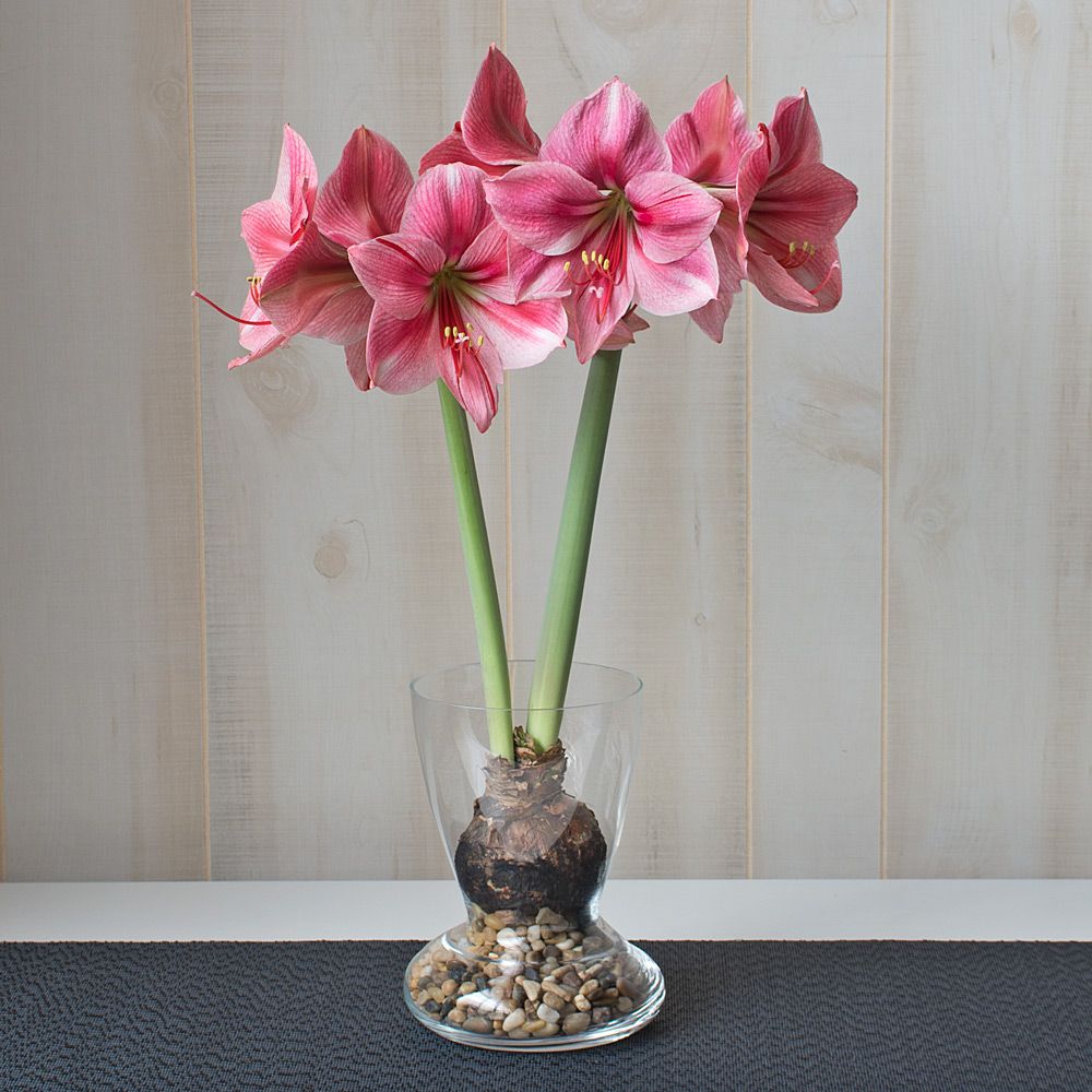 Amaryllis 'Fantasy,' one bulb with Dutch hurricane vase kit