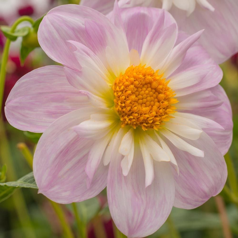 Dahlia 'Teesbrooke Audrey'