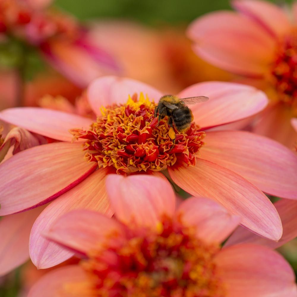 Dahlia 'Totally Tangerine'