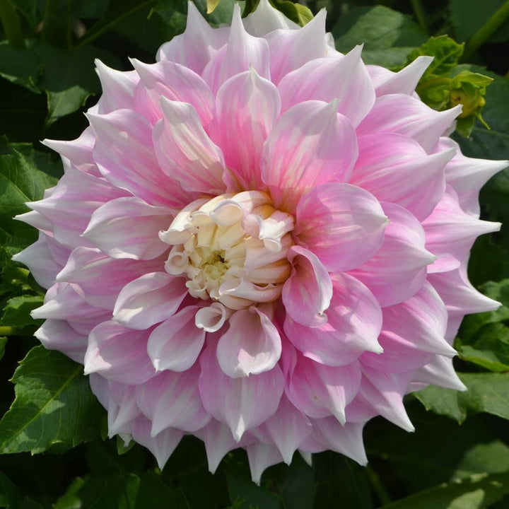 Dahlia 'Gitt's Perfection'