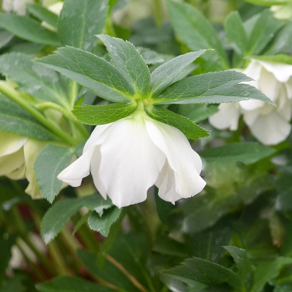 Helleborus Wedding Party® 'Wedding Bells'