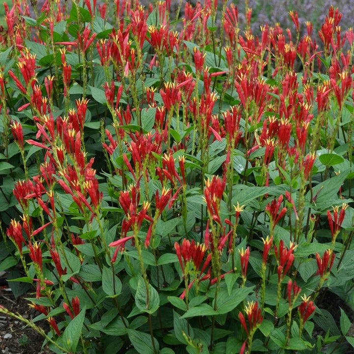 Spigelia marilandica 'Little Redhead'