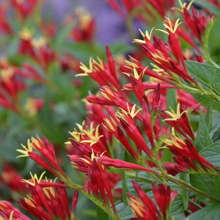 Spigelia marilandica 'Little Redhead'