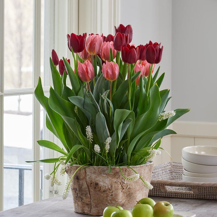 Velvet Magic Bulb Garden in large Birch basket