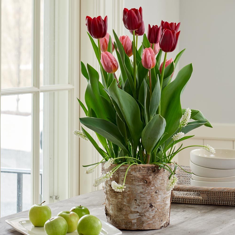 Velvet Magic Bulb Garden in medium Birch basket