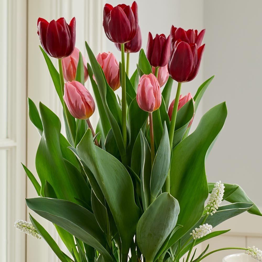 Velvet Magic Bulb Garden in medium Birch basket