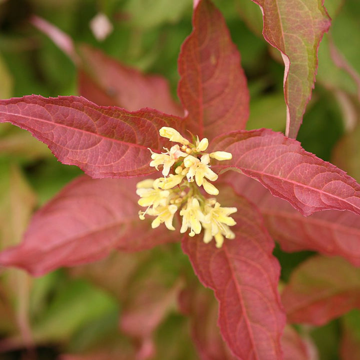 Diervilla Kodiak® Orange