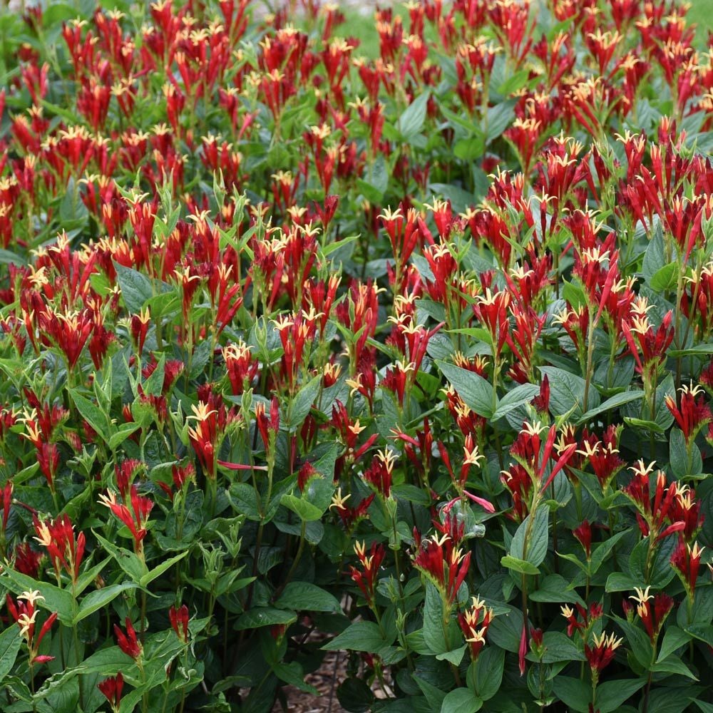 Spigelia marilandica 'Little Redhead'