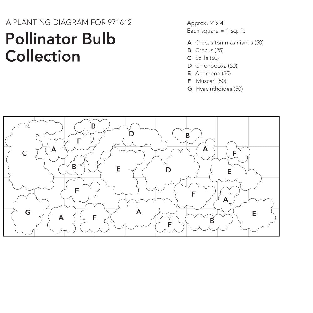 Pollinator Bulb Collection