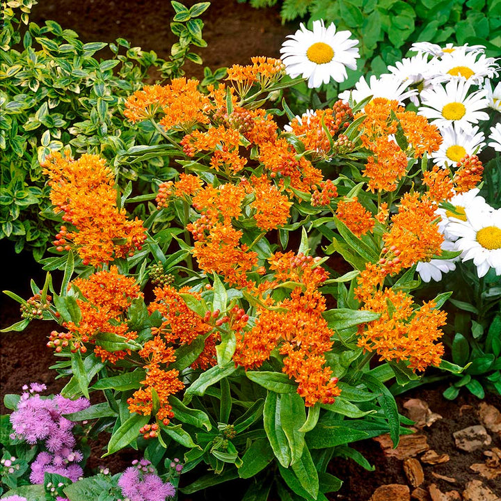 Asclepias tuberosa, tray of 50 plugs