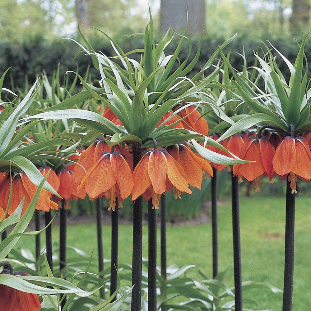 Fritillaria imperialis 'Rubra Maxima'