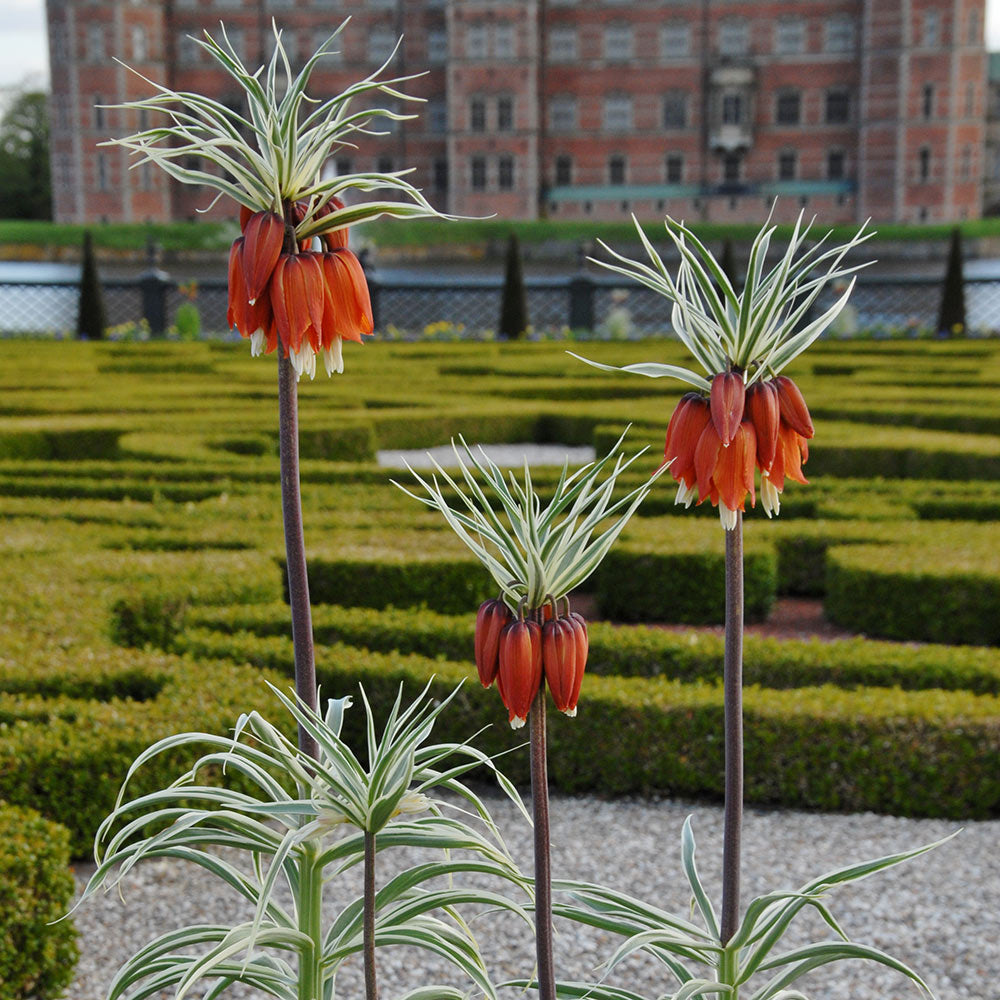 Fritillaria imperialis 'Aureomarginata'