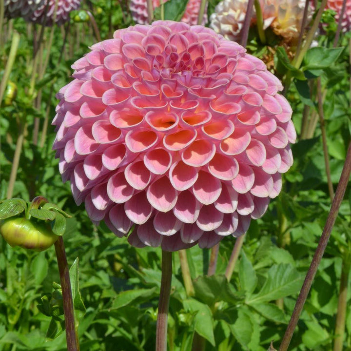 Dahlia 'Jowey Winnie'