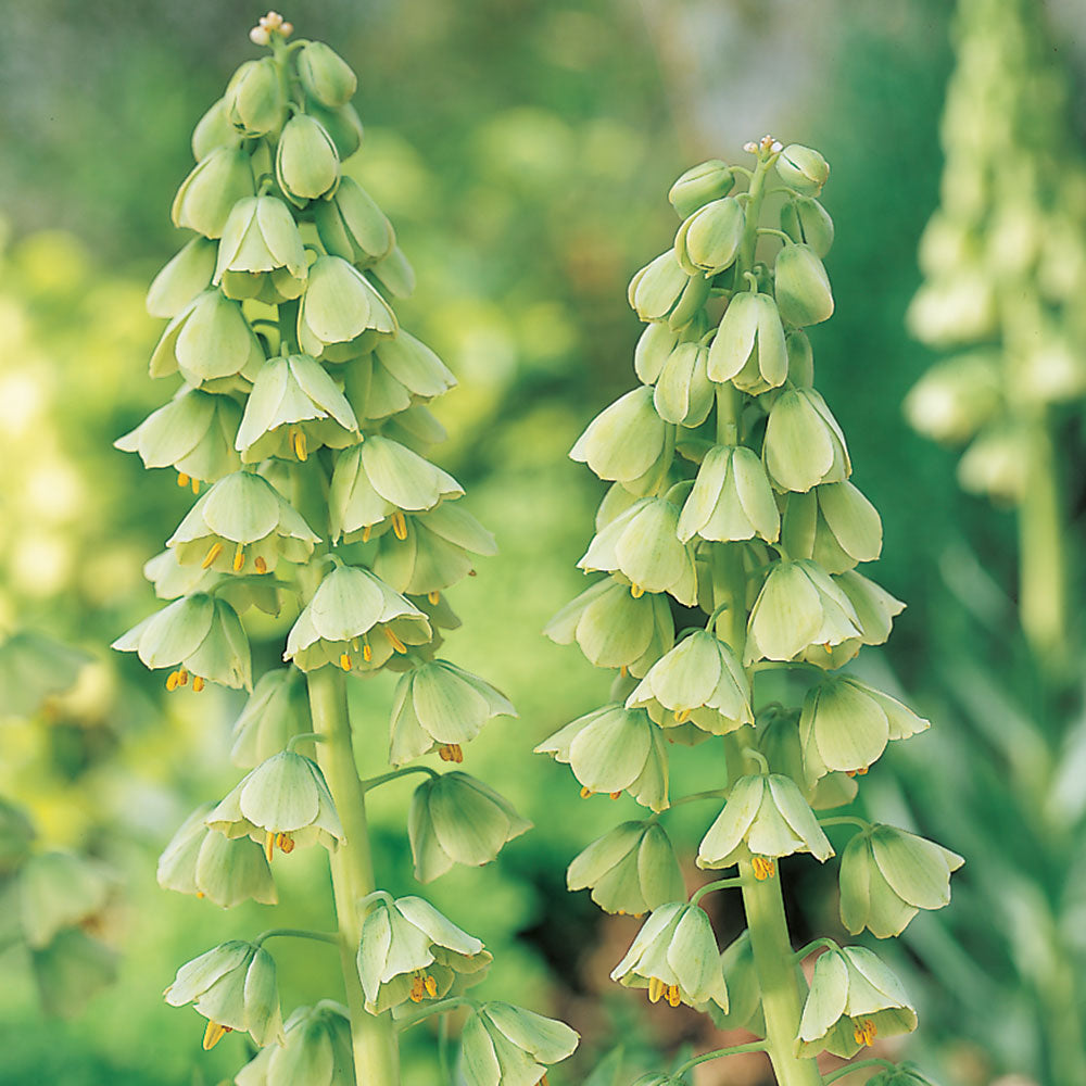 Fritillaria persica 'Ivory Bells'