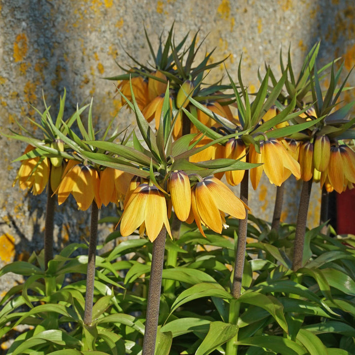 Fritillaria imperialis 'Paradise Beauty'