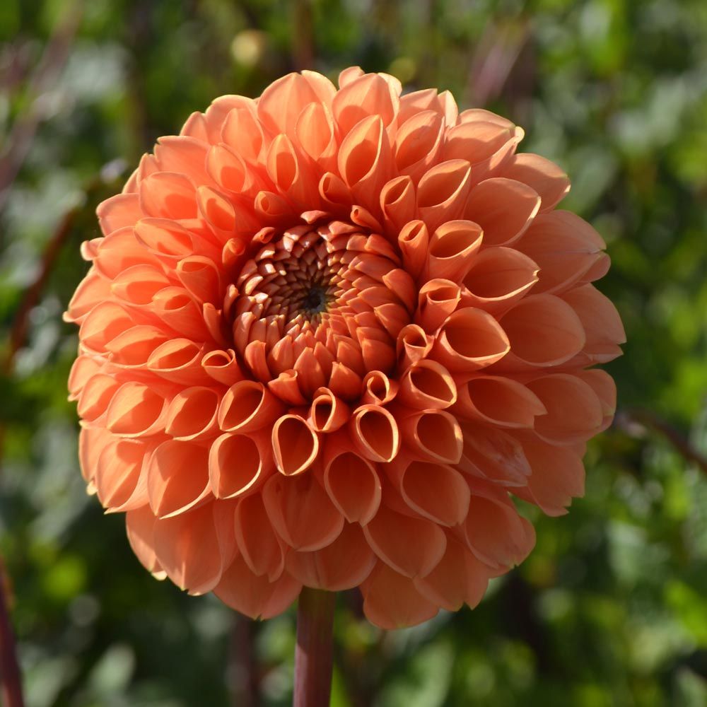 Dahlia 'Sylvia'