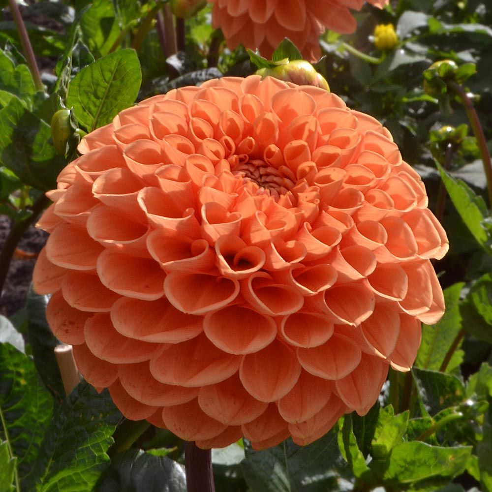 Dahlia 'Sylvia'