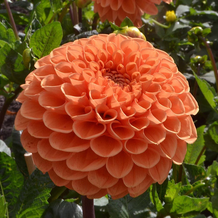 Dahlia 'Sylvia'