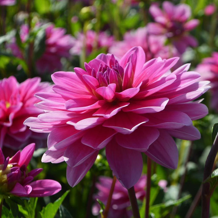 Dahlia 'Onesta'