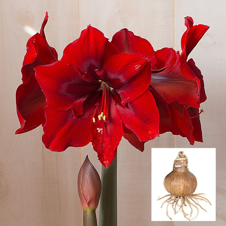Amaryllis 'Red Cream,' one bulb in linen bag