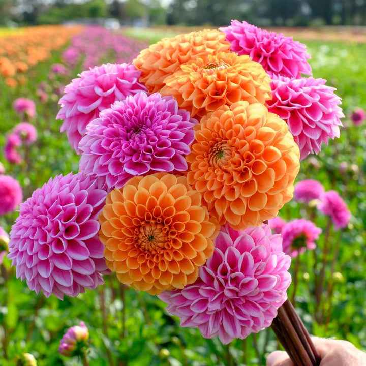 Sylvia Sorbet Dahlia Duo