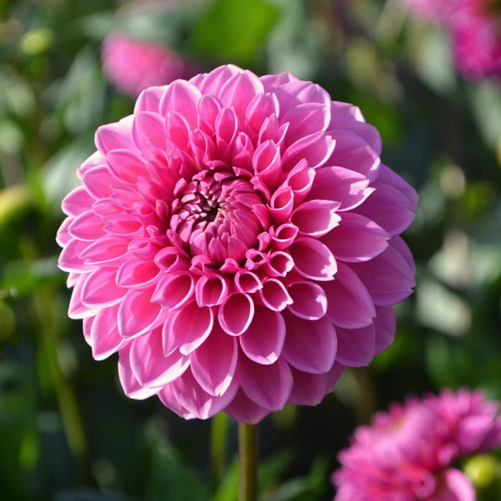 Dahlia 'Pink Sylvia'