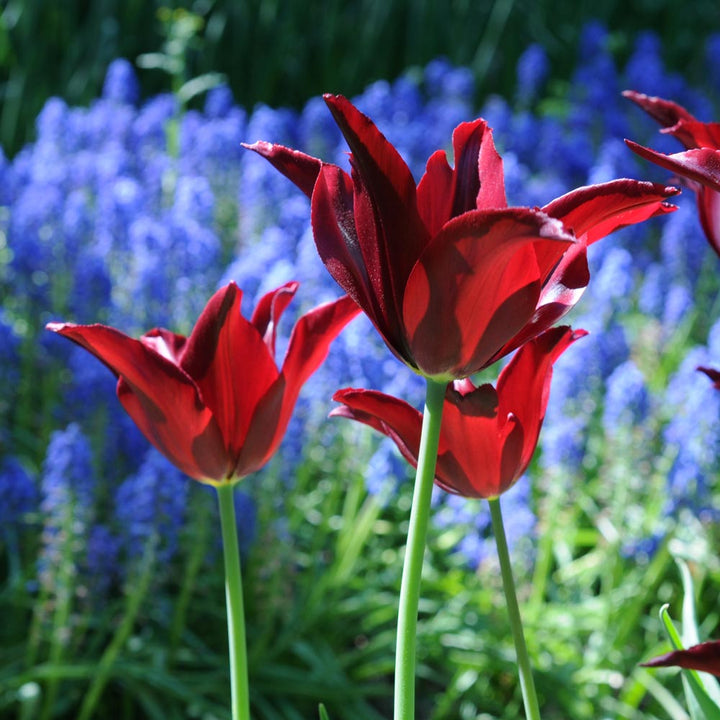 Spring Bonfire Tulip Duo