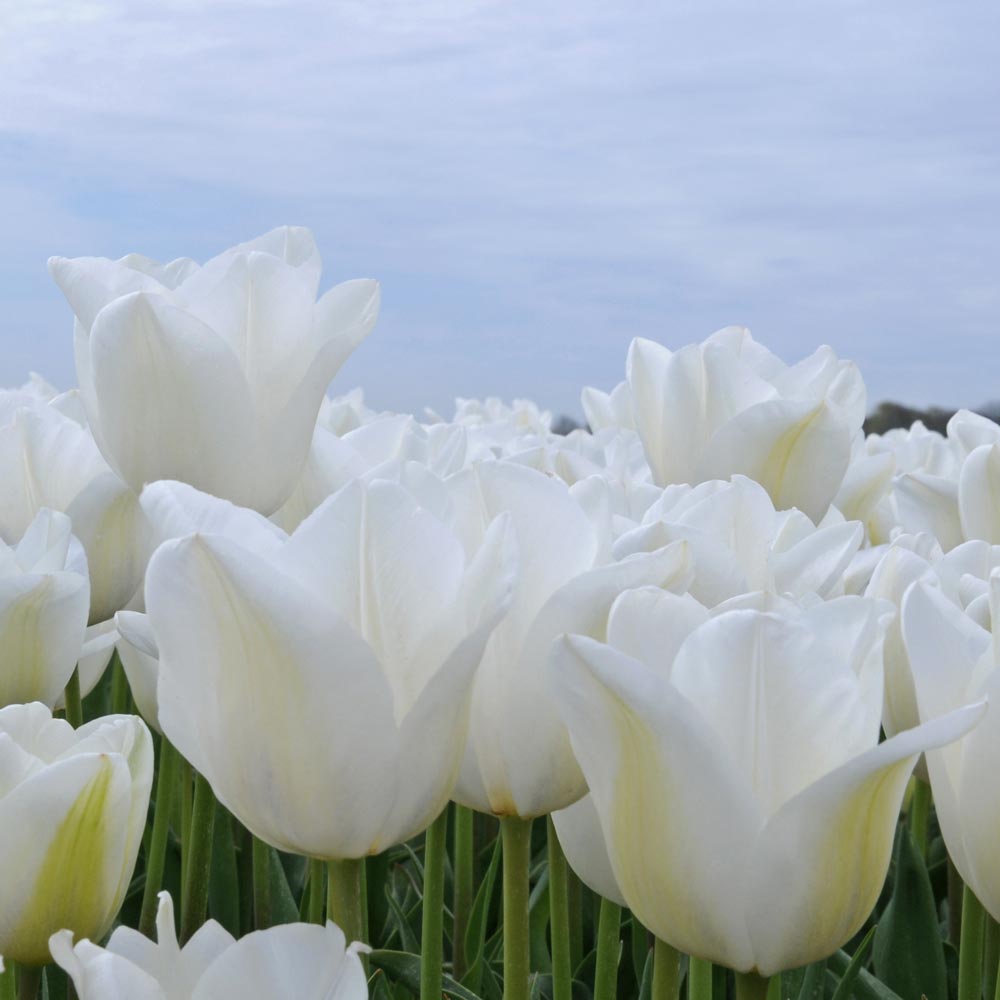 Tulip 'Darwisnow'