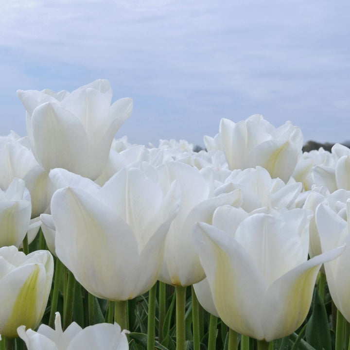Tulip 'Darwisnow'