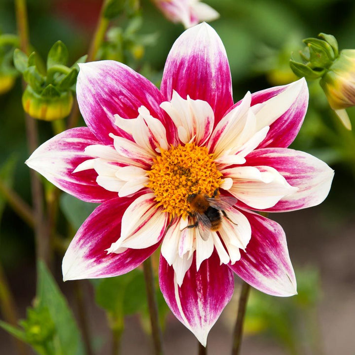 Dahlia 'Fashion Monger'