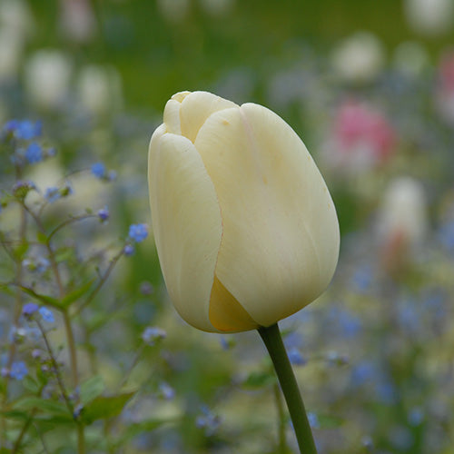Next Generation Perennial Tulip Mix