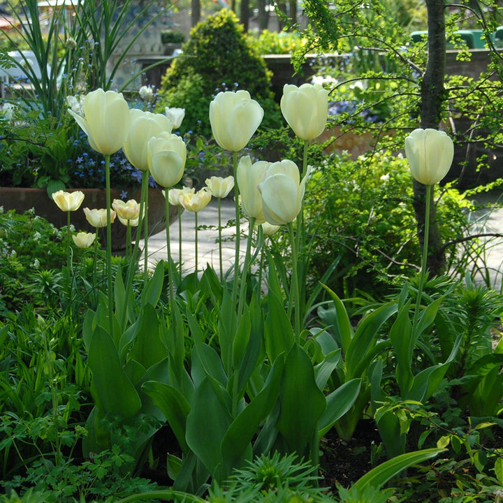 Tulip 'Ivory Floradale'