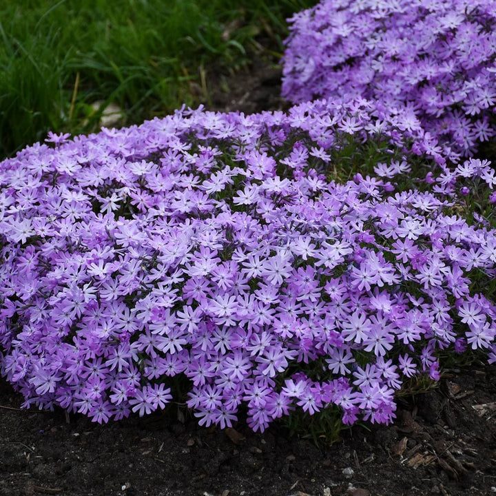 Phlox 'Bedazzled Lavender'
