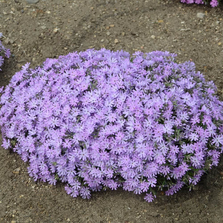 Phlox 'Bedazzled Lavender'