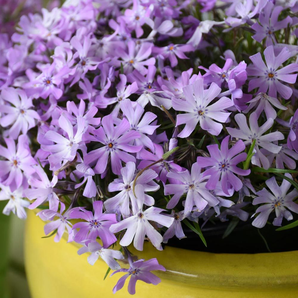 Phlox 'Bedazzled Lavender'