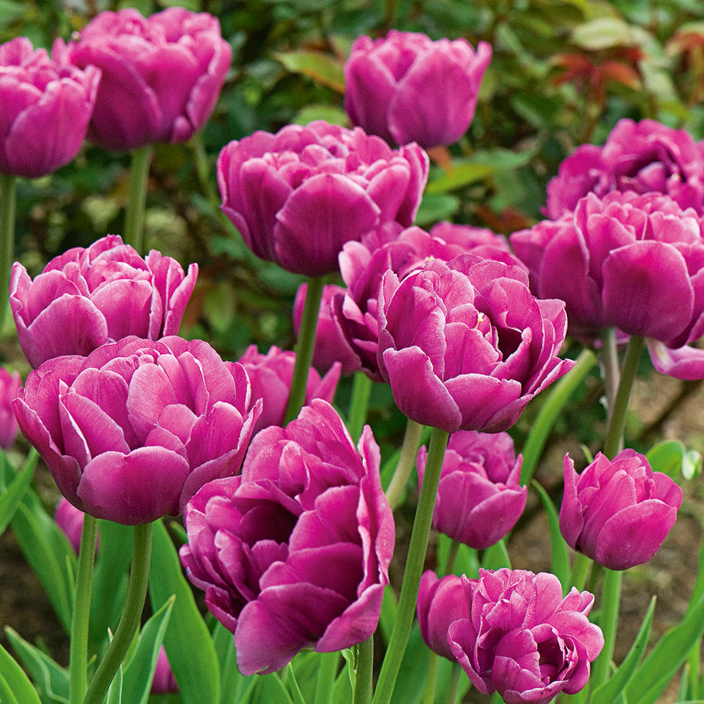 Tulip 'Backpacker' – White Flower Farm
