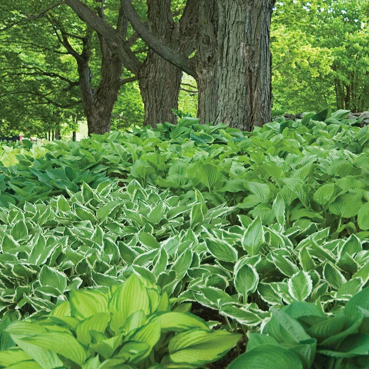 Collaboration for Part Shade for the North - Daffodils & Hosta
