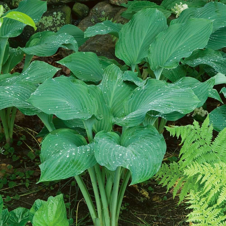Emerald Isle Hosta Collection