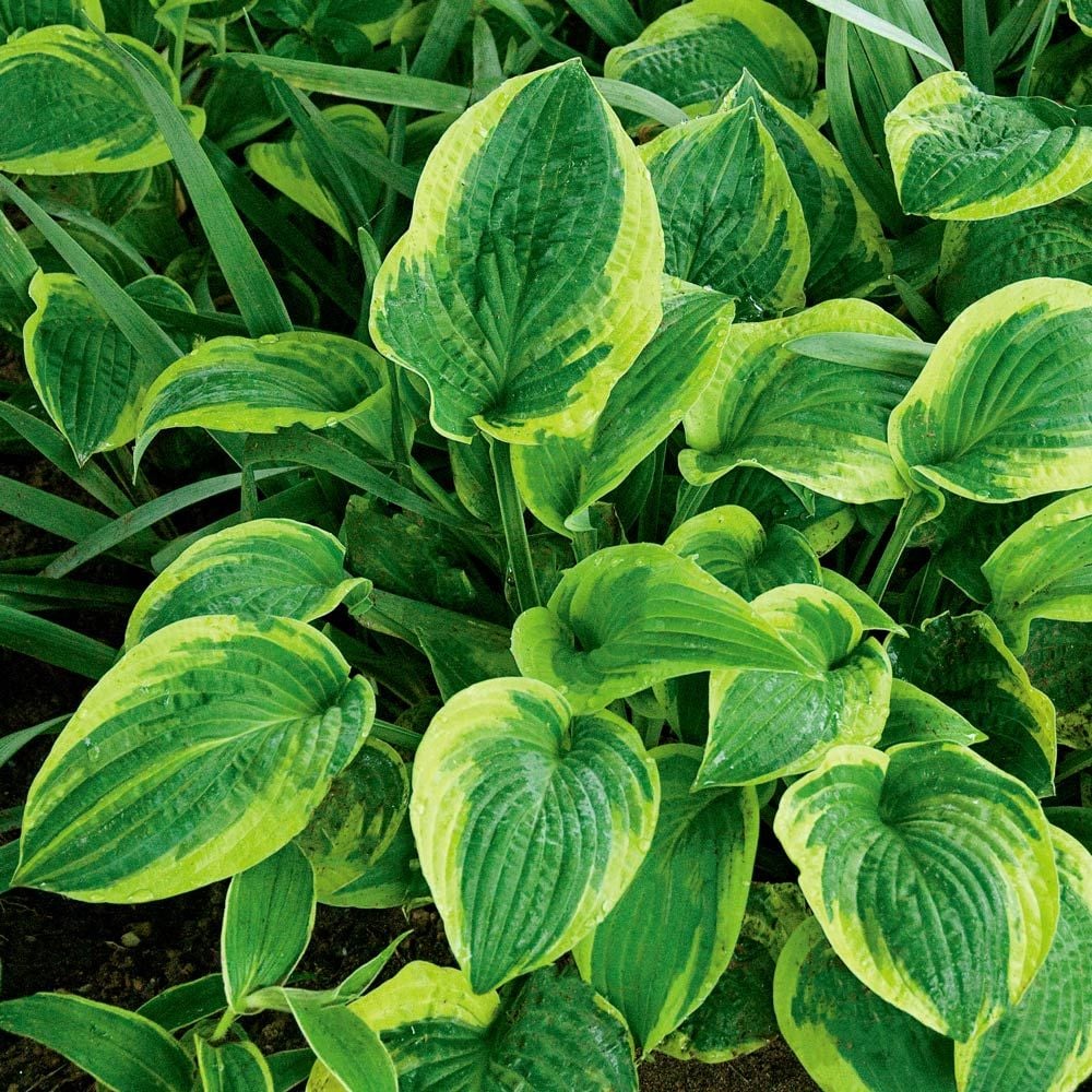 Emerald Isle Hosta Collection