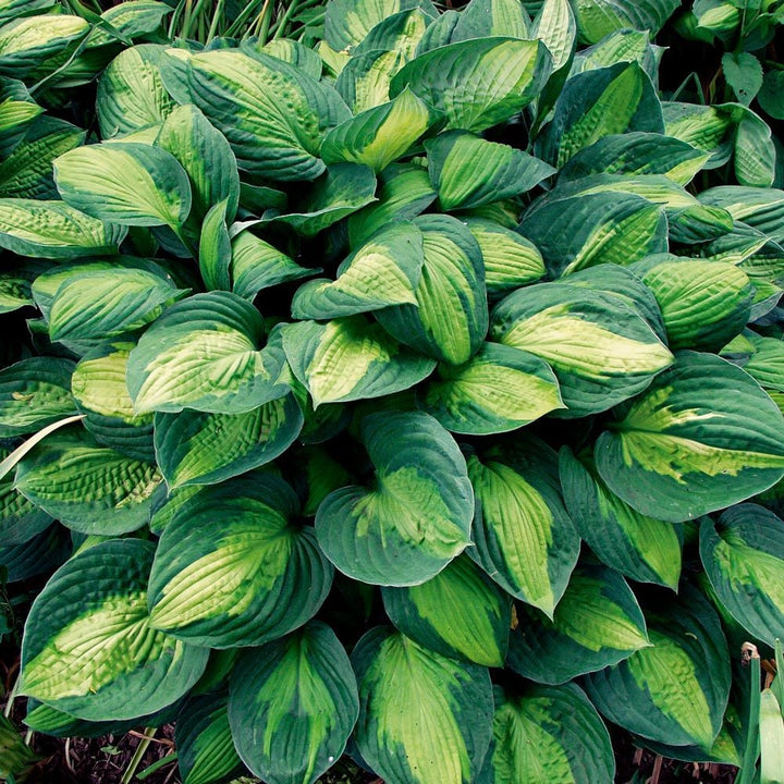Emerald Isle Hosta Collection