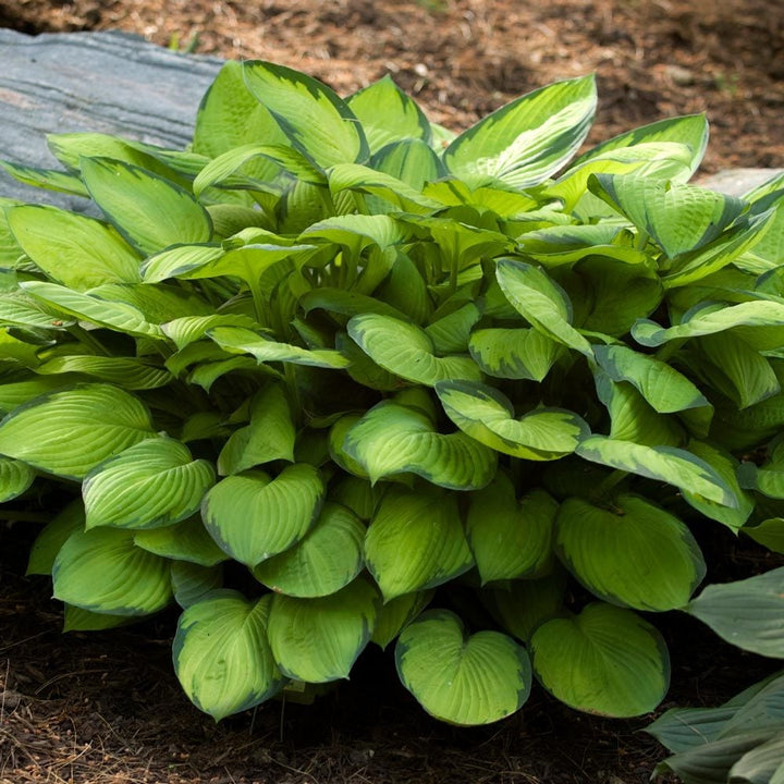 Emerald Isle Hosta Collection
