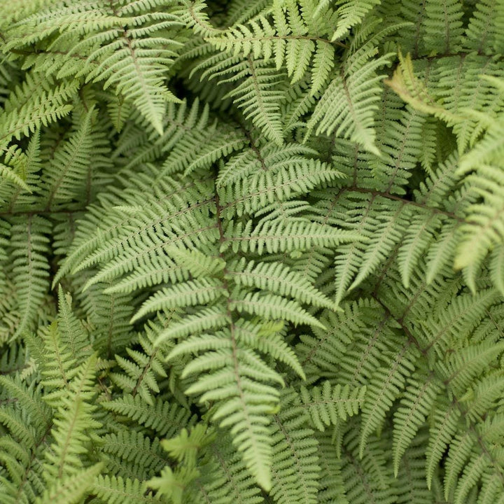 Athyrium 'Ghost'