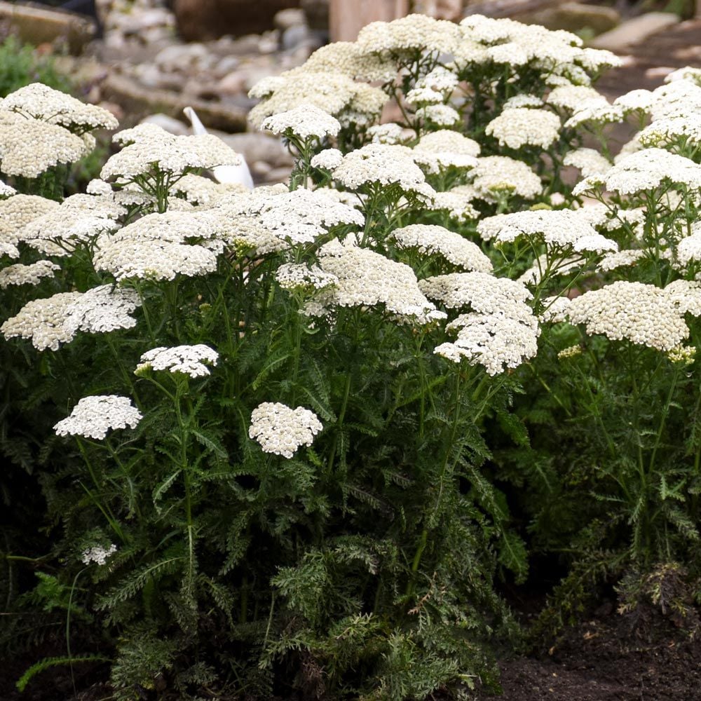Achillea 'Firefly Diamond'