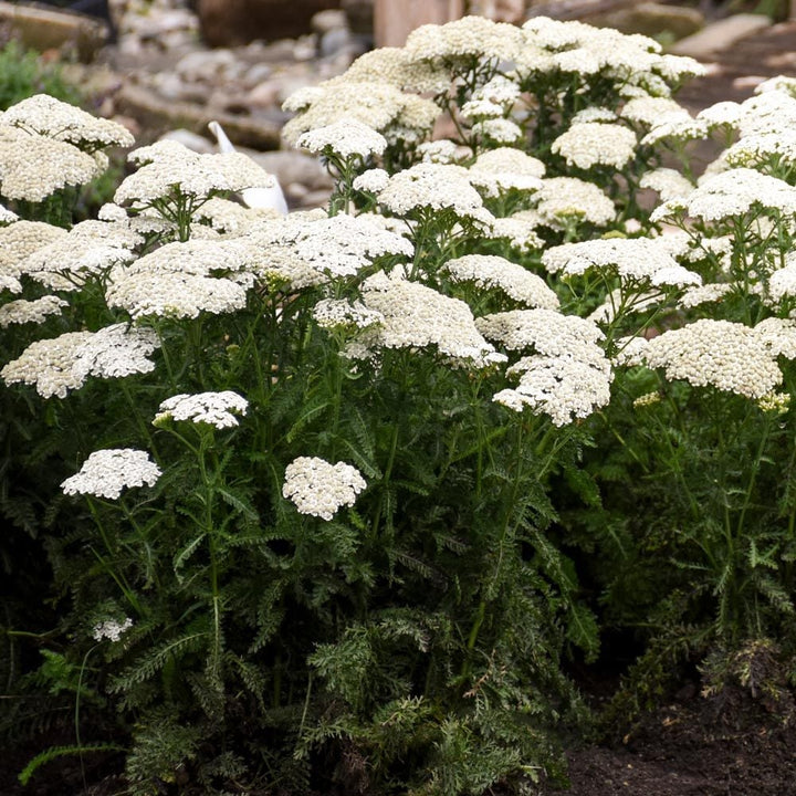 Achillea 'Firefly Diamond'