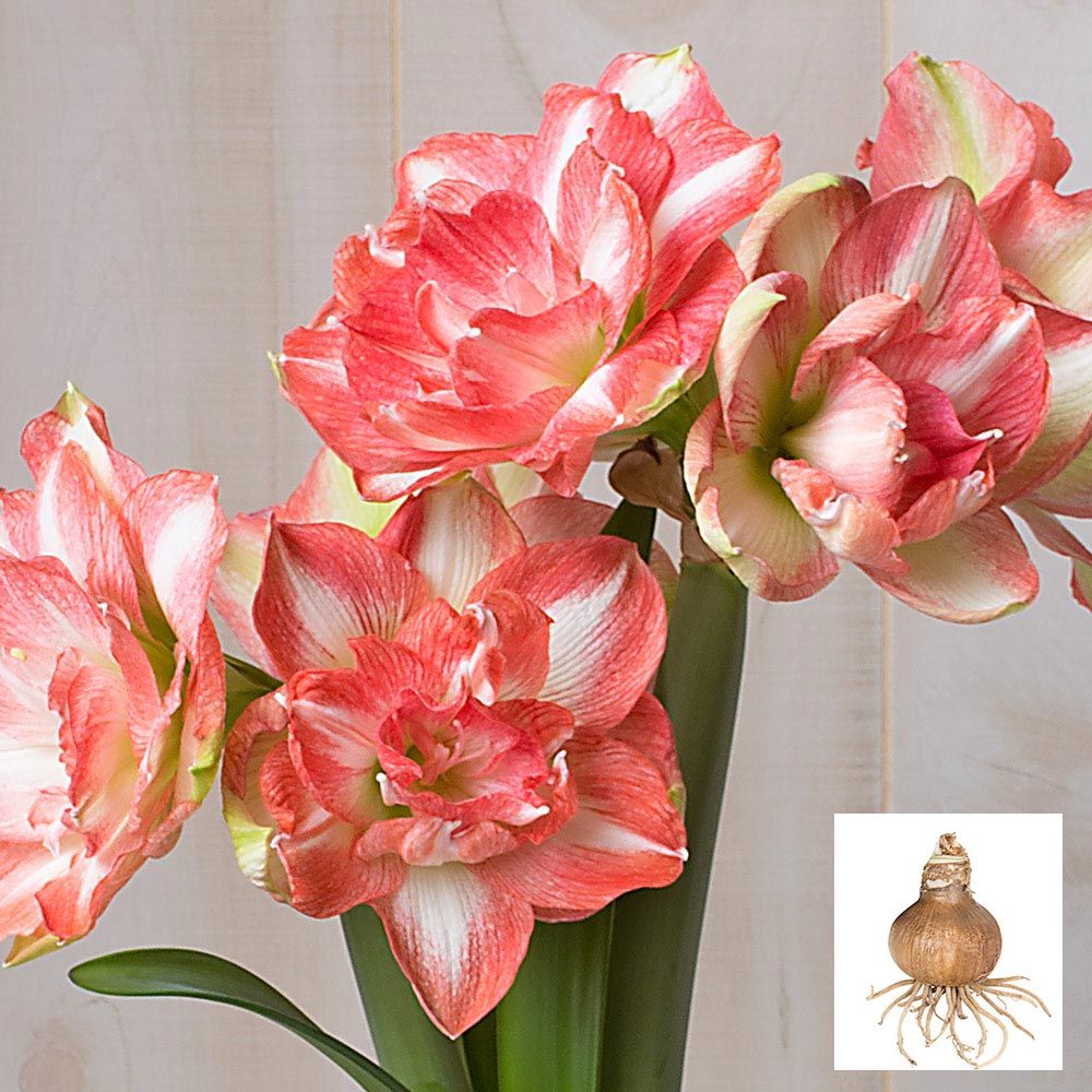 Amaryllis 'Beautiful Emotion,' one bulb in linen bag