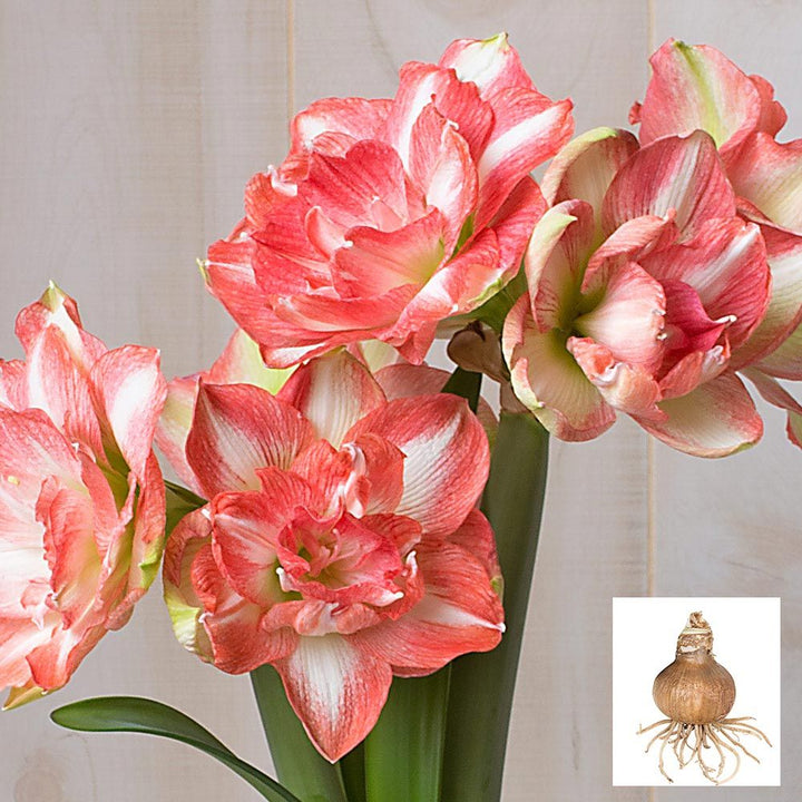 Amaryllis 'Beautiful Emotion,' one bulb in linen bag