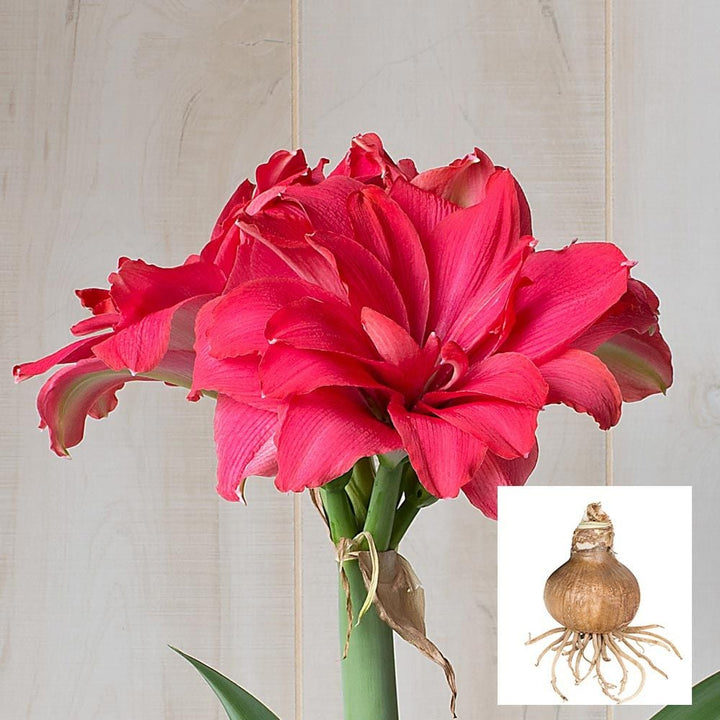 Amaryllis 'Candy Nymph,' one bulb in linen bag