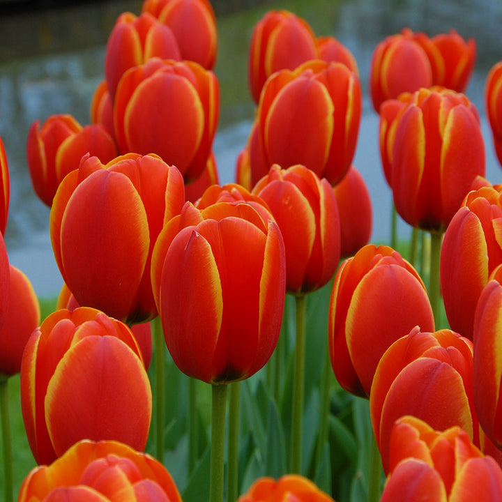 Tulip 'World's Favourite'