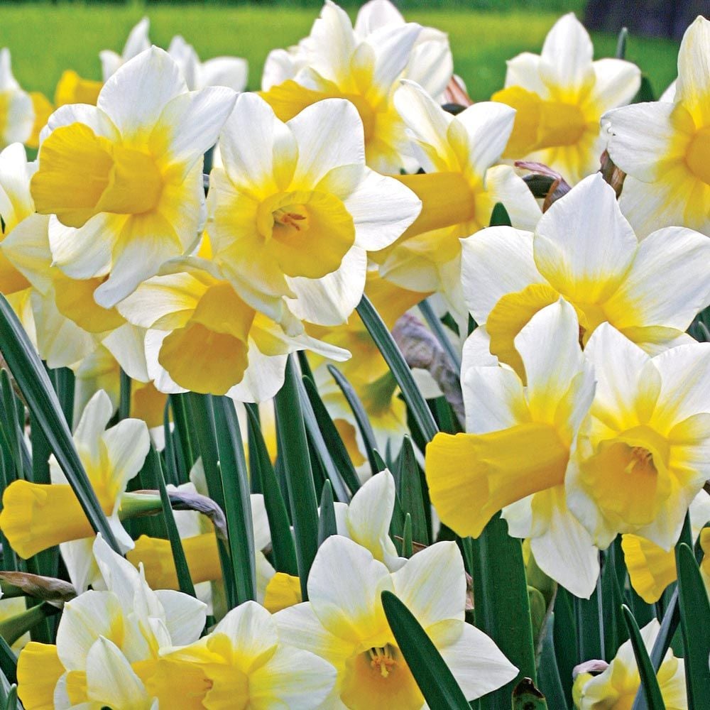 Scent of Spring Daffodil Mix